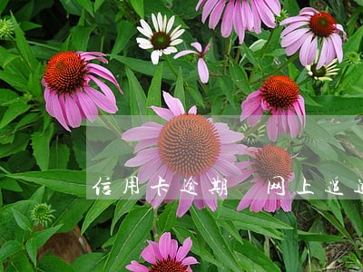 信用卡逾期 网上追逃 信用卡逾期 网上追逃